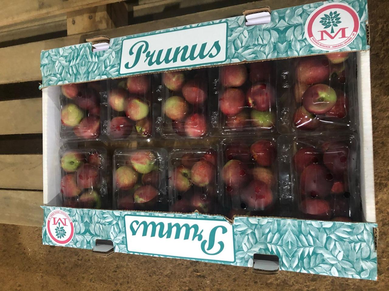 Pêssegos e Nectarinas Prunus