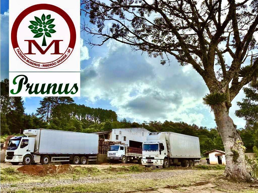Frota refrigerada Prunus