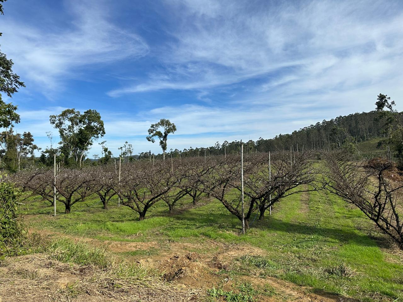 Pomar da Fazenda Museros no inverno