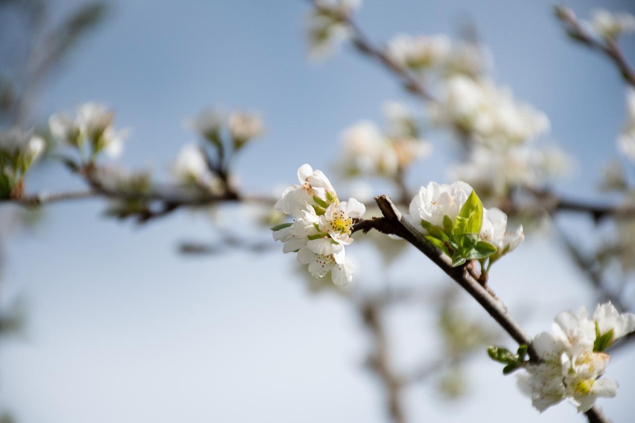 Flor de prunóide em primavera