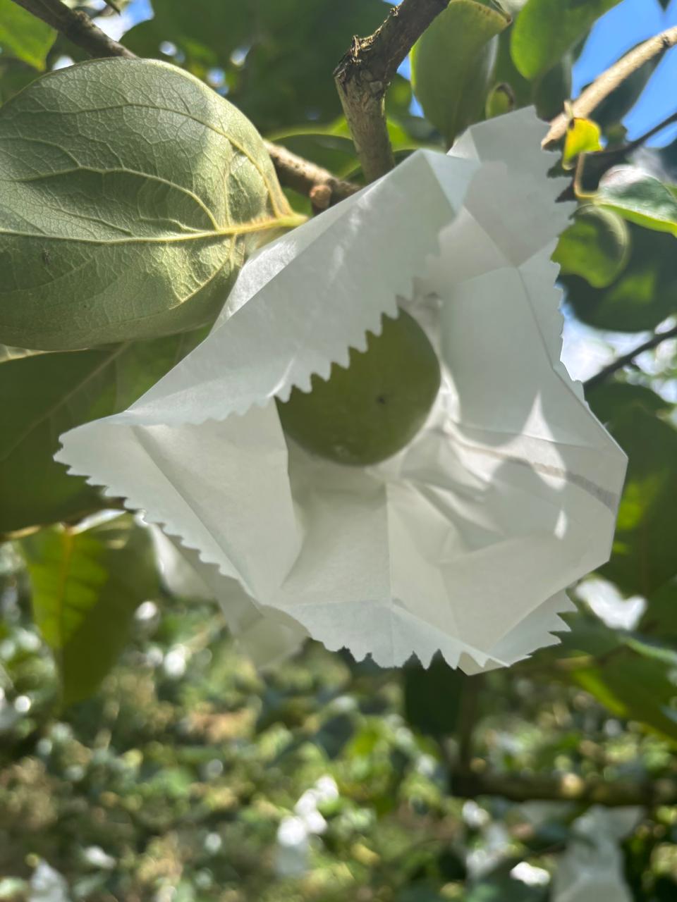 Técnica de ensacamento de frutas na árvore