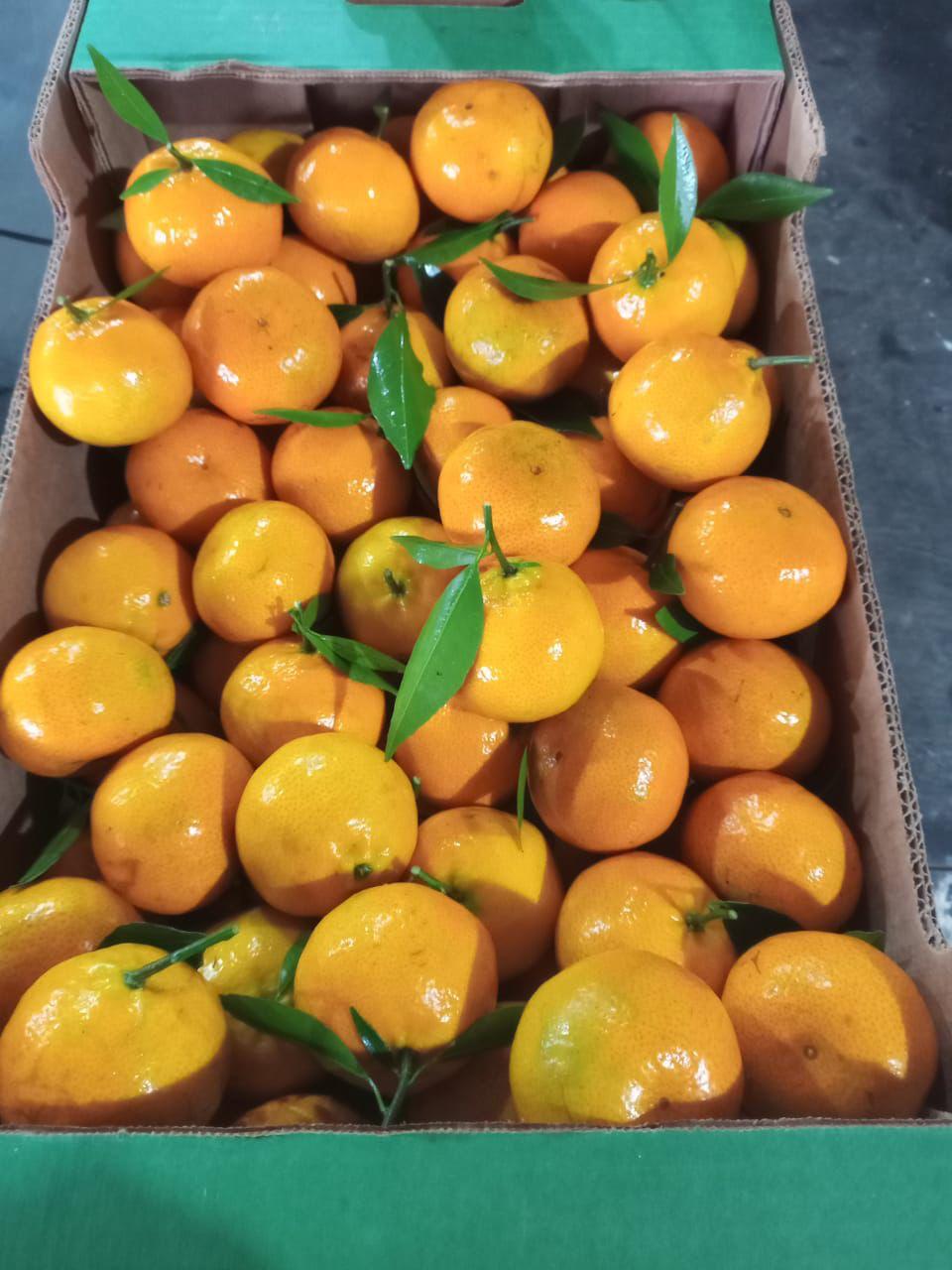 Mexericas frescas Fazenda Museros