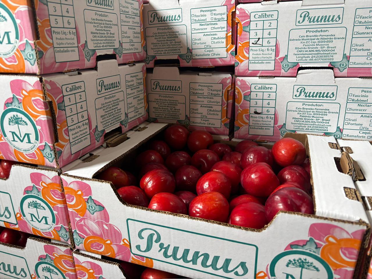 Ameixas Prunus Fruticultura