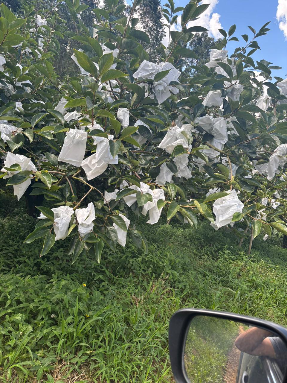 Pomar com frutas ensacadas individualmente